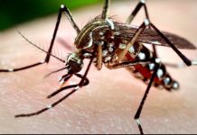 Măsuri de protecție împotriva virusului West Nile