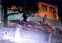 Localnicii din Lihulești, terorizați de un consătean-hoț de lemne! Infractorul, filmat cu căruța plină, polițiștii dau din umeri