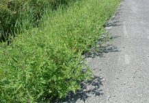 Primăria Târgu-Jiu, în luptă cu ambrozia