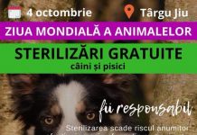 Astăzi, sterilizări gratuite organizate de Asociaţia Pro Animals