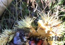 Castanii din Tismana nu mai sunt bolnavi!