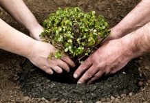 Negomirul, gazda județului în proiectul ”Plantăm fapte bune în România”