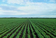 Agricultura pe înțelesul tuturor – Înființarea culturilor de toamnă