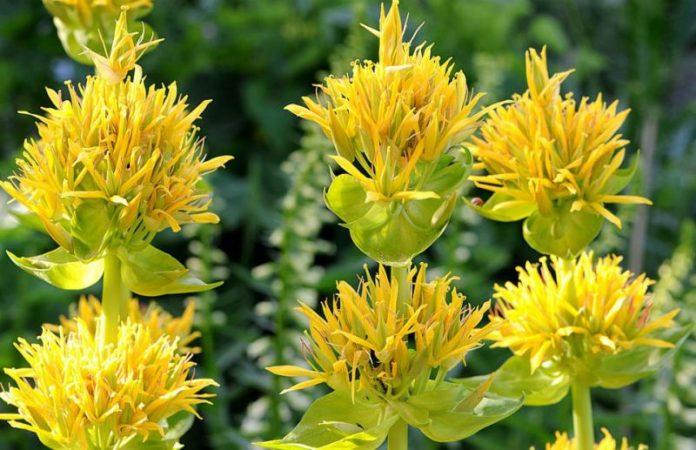 ghintura-gentiana-lutea