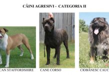 Proprietarii de câini periculoși sau agresivi, în atenția polițiștilor