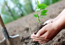 Suedia recrutează muncitori pentru plantarea și îngrijirea copacilor