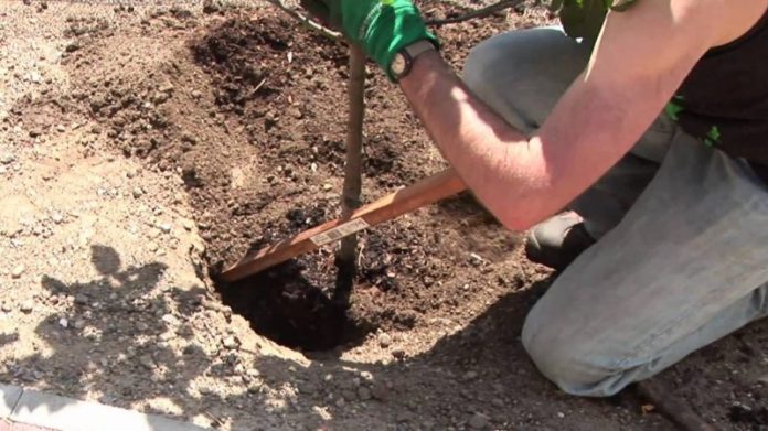 plantare pomi fructiferi