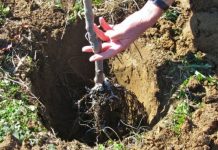 Cum trebuie plantaţi corect pomii fructiferi