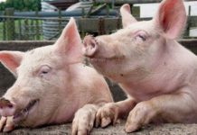 Vânzători de porci din Târgul de la Peșteana, amendați de DSVSA