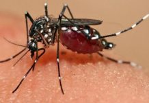 Creştere alarmantă a meningitelor cauzate de infecţia cu virusul West Nile