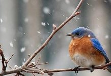 Tradiții și superstiții de Sf. Dumitru