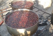 150 de kg de castane comestibile, puse la fiert în Tismana!