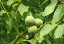 Nuc (Juglans regia) – beneficii şi proprietăţi