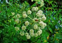 Angelică (Angelica archangelica) – beneficii şi proprietăţi