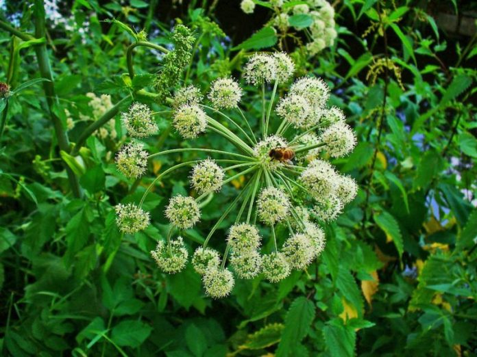 angelica-angelica-archangelica