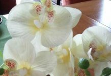 Ziua Internațională a Cafelei