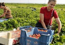 20 de gorjeni, interesaţi de selecţia căpşunarilor pentru Spania