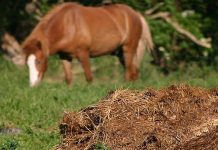 Gunoiul de grajd – o comoară a fermierilor