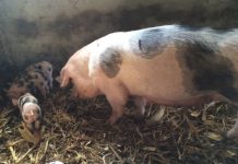 Scroafă, depistată cu pestă porcină africană, foarte aproape de Gorj!