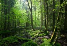 Mii de români, interesați de soarta pădurilor virgine