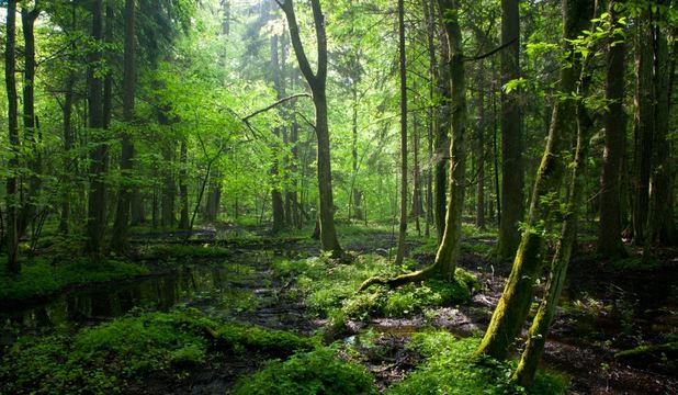 padurea-bialowieza