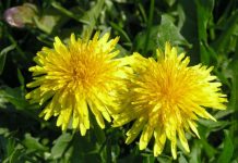 Păpădie (Taraxacum officinalis) – beneficii şi proprietăţi