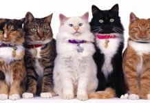 Ziua internațională a animalelor