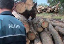 Tânăr prins în flagrant de polițiști, în timp ce fura lemne