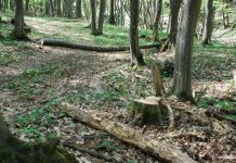 Prinși în timp ce tăiau arbori ilegal