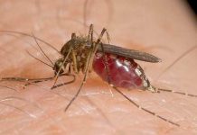 256 cazuri de meningite/meningo-encefalite cauzate de infecţia cu virusul West Nile şi 36 de decese, până în prezent