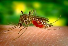 47 de români infectați cu virusul West Nile