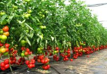 Olanda recrutează culegători de roşii