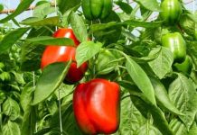 Joburi la cules de ardei, în Olanda