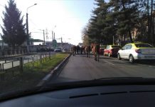 Nicio amendă pentru proprietarii cabalinelor care s-au plimbat libere pe străzile din Debarcader! Urmele de balegă au dus nicăieri…