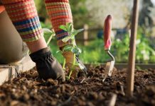 Olanda recrutează grădinari prin reţeaua EURES