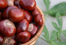 Prahovenii își fac plantație de castani cu puieți de la Tismana