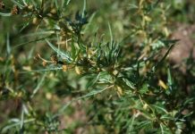 Ghimpele (Xanthium spinosum) – beneficii şi proprietăţi