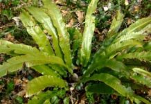 Limba Cerbului (Phyllitis scolopendrium) – beneficii și proprietăți