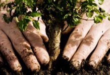 100 de puieţi de salcâmi, plantaţi pe Transalpina