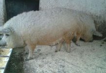 Gorjul a făcut a doua livrare de purcei din rasa Mangaliță