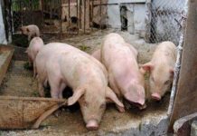 Şeful DSV dă asigurări că pesta porcină nu evoluează în Gorj