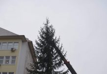 FOTO: Un nou brad în centrul Târgu-Jiului