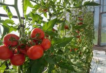 26 de fermieri primesc ajutorul de minimis pentru tomate