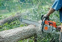 Cercetat de polițiști, după ce a tăiat trei salcâmi