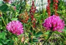 Trifoiul roşu (Trifolium pratense) – beneficii şi proprietăţi
