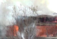 Emoționant! O cățelușă a vrut să sară în foc să își salveze cei șapte pui