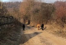 Câini periculoși, lăsați liberi la Turcinești