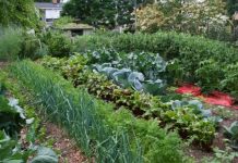 Organizarea grădinii de legume