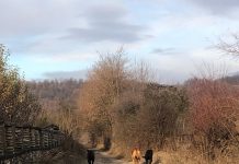 Câini periculoși, lăsați liberi la Turcinești