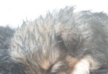 VIDEO EMOȚIONANT: Căței salvați de pe munte de jandarmi gorjeni